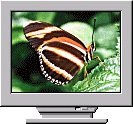 butterflys