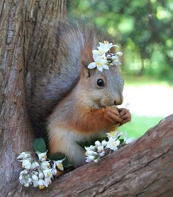 Squirrel